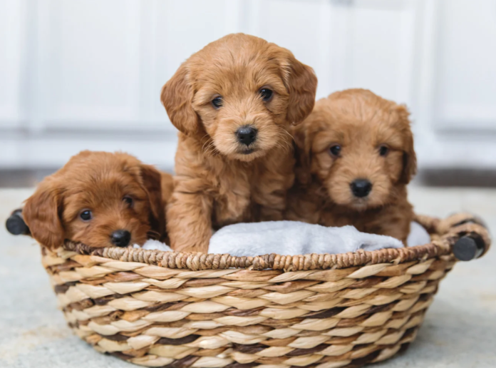 Finding a Reputable and Responsible Goldendoodle Breeder in Georgia